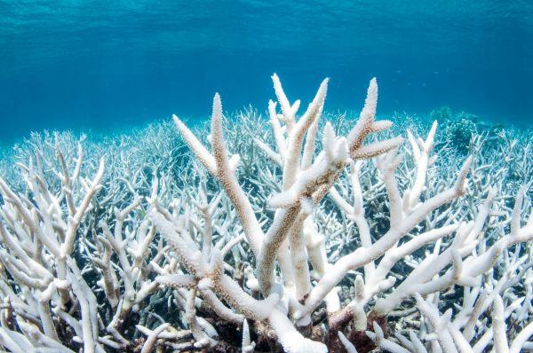 News What record El Niño will mean for world’s weather T D The New Daily