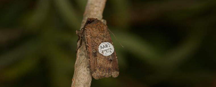 Scientists optimistic despite losing 14,000 tagged bogong moths
