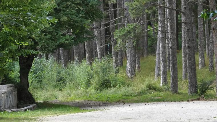 Major update for off-grid UK-Australian family after kids removed from home in central Italy