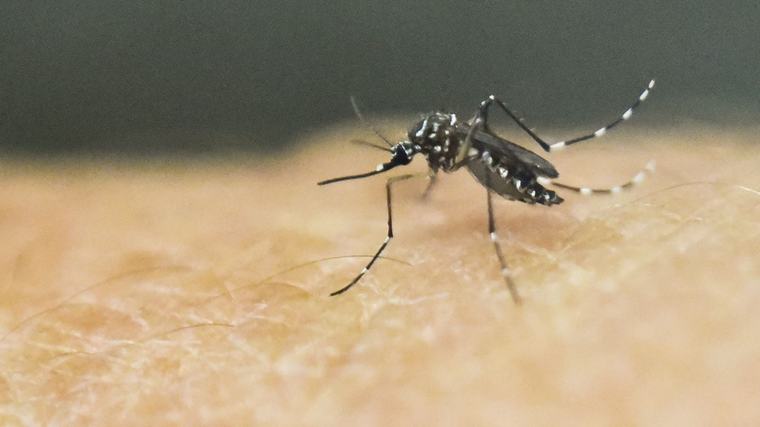 Tampa Bay Battles Worst Dengue Fever Outbreak In Nearly A Century As Cases Double In A Week Officials Say