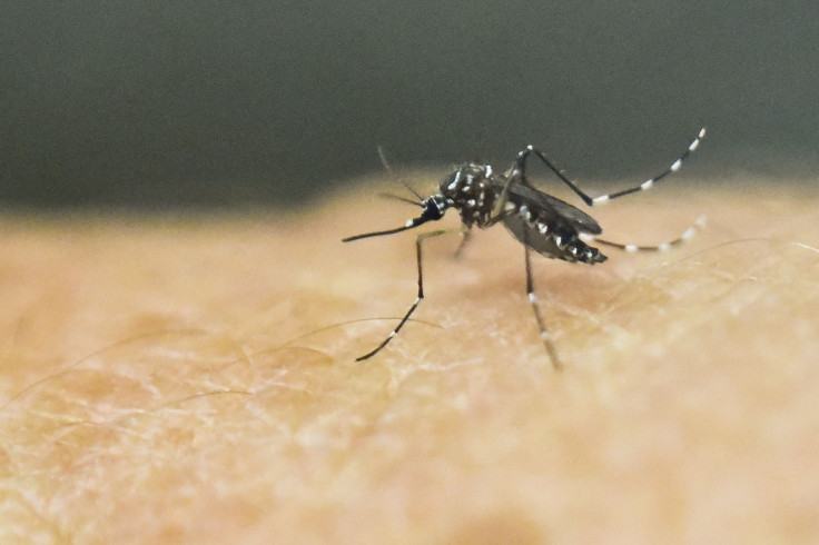 Tampa Bay Battles Worst Dengue Fever Outbreak In Nearly A Century As Cases Double In A Week Officials Say