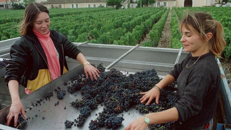 French wine output to be among lowest in 30 years