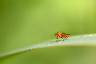 Scientists Complete Second Full Map Of Fruit Fly Brain, Charting 300 Million Connections In New Study