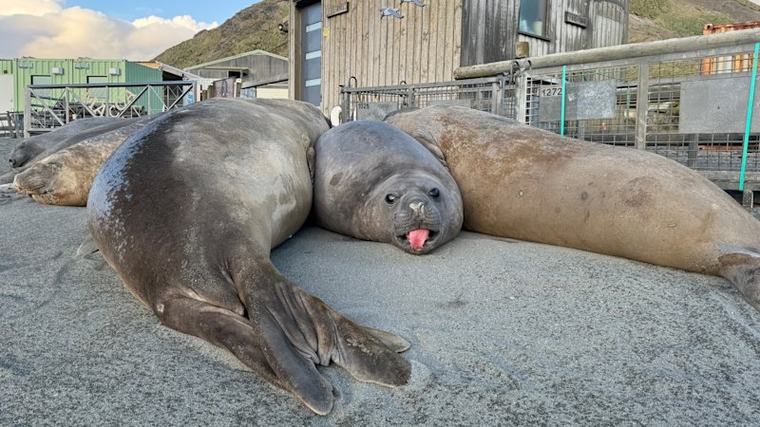 ‘Psychological risk to staff’: Looming mass mortality threat on Macquarie Island prompts evacuation
