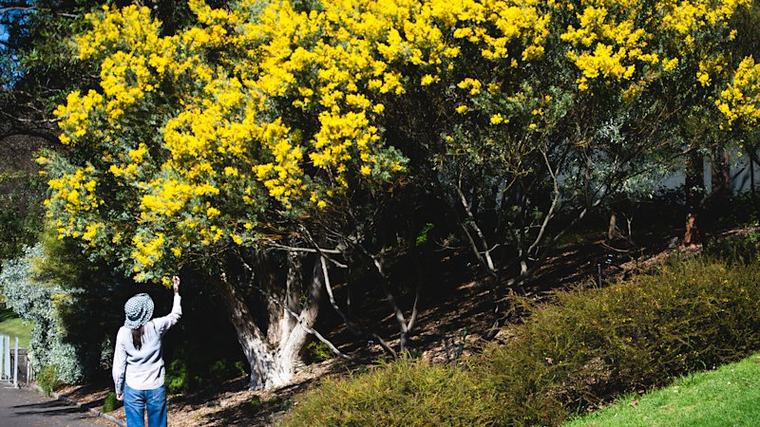 Sydney set for spring sizzle after warm winter