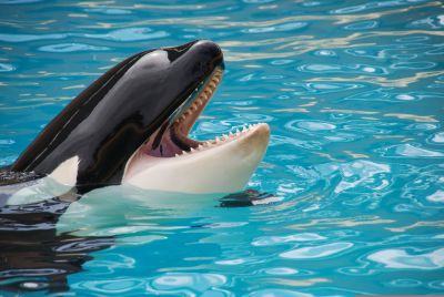 Scientists Use AI To Decode Animal Communication, Finding Whale And Crow Calls More Complex Than Once Thought