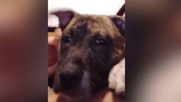 Pet dog still missing after alleged robbery in Belconnen