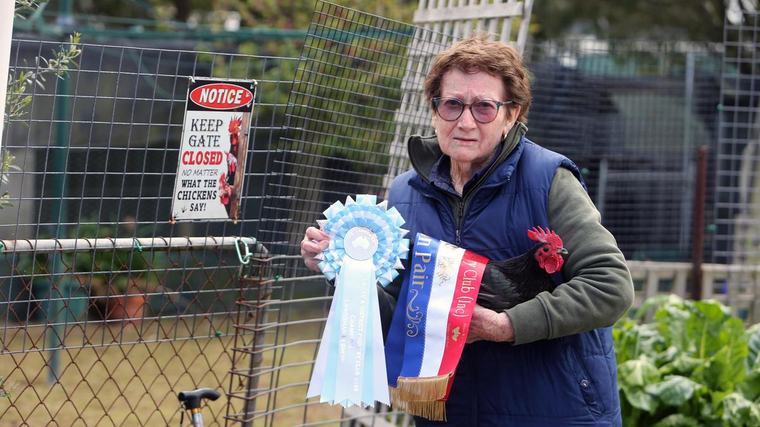 Kendenup breeder of prized Australian Langshan bantams told to get rid of roosters after crowing complaints