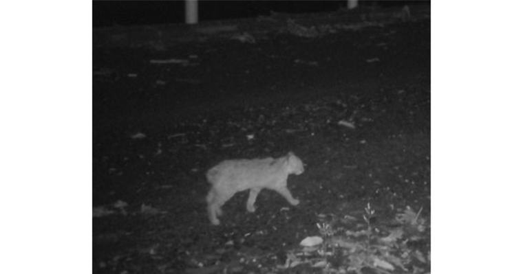 First Short-tailed Tsushima Leopard Cat