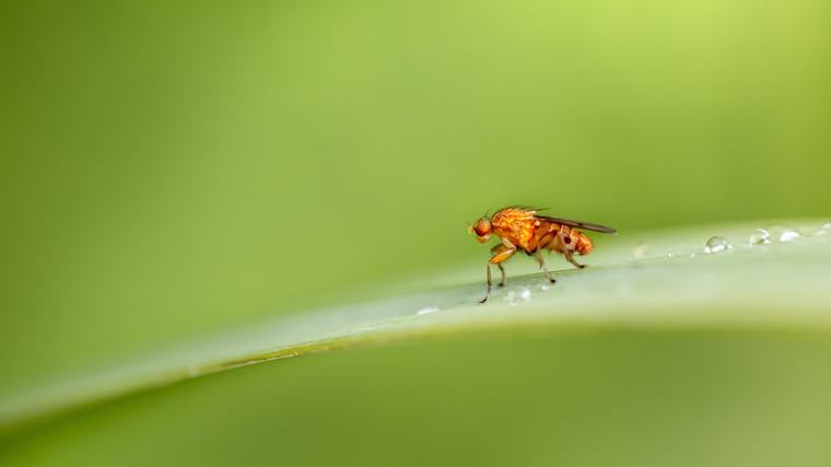 Scientists Complete Second Full Map Of Fruit Fly Brain, Charting 300 Million Connections In New Study