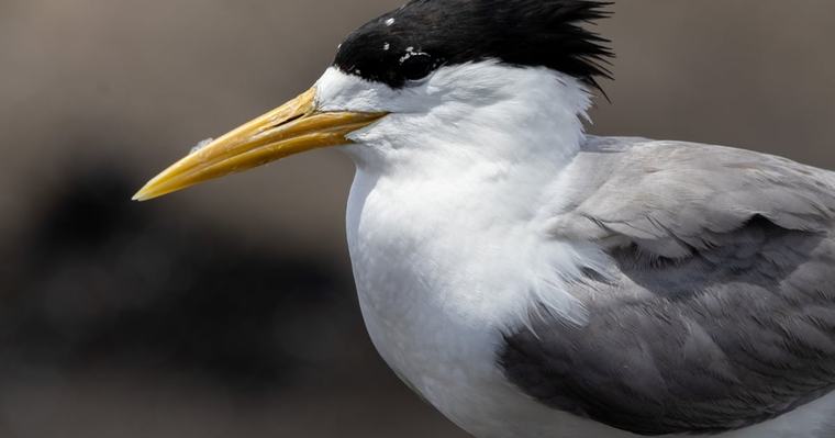 The CSIRO is tracking Bird Flu as it transmits within Australia. Here’s what we know.