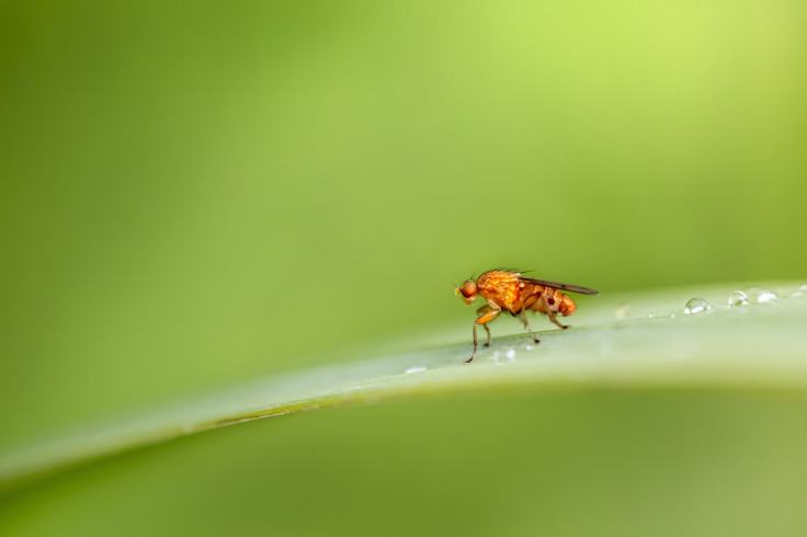 Scientists Complete Second Full Map Of Fruit Fly Brain, Charting 300 Million Connections In New Study