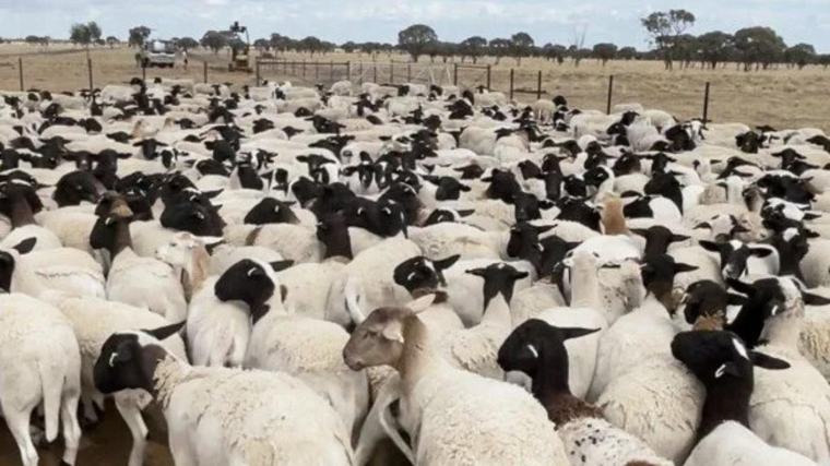 Thousands of sheep worth $1.7m stolen from property near Blackall, Queensland