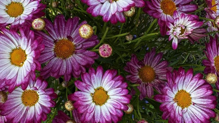 Sabrina Hahn: Spring gardening advice including the best veggies to grow in spring and the best flowers for WA