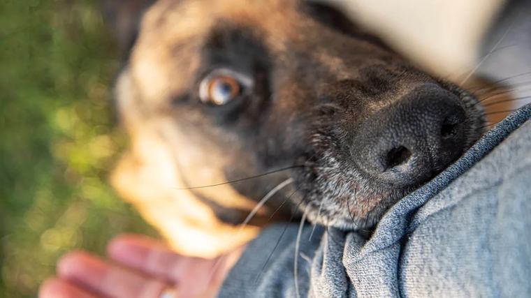 Charlotte, North Carolina: Woman attacked by pack of dogs as quiet neighbourhood becomes blood bath