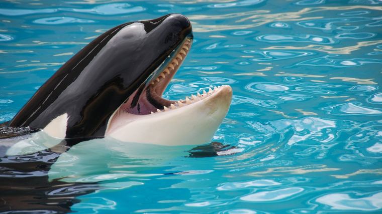Scientists Use AI To Decode Animal Communication, Finding Whale And Crow Calls More Complex Than Once Thought