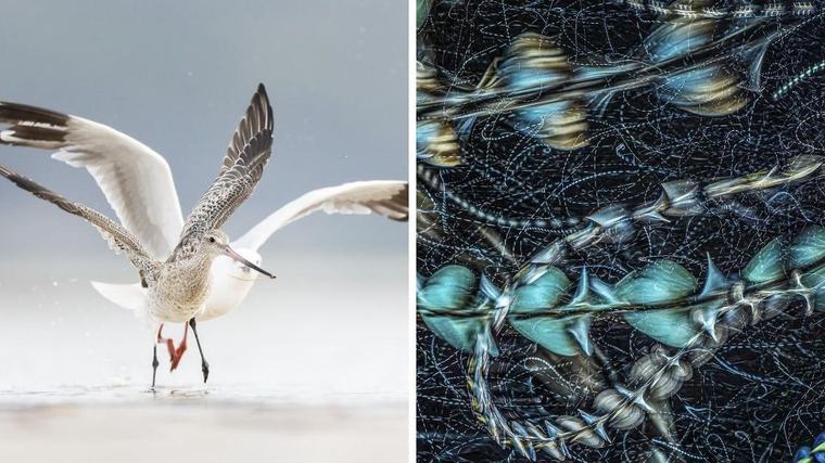 Nathan Watson, Georgina Steytler are winners in Australian Geographic Nature Photographer of the Year comp
