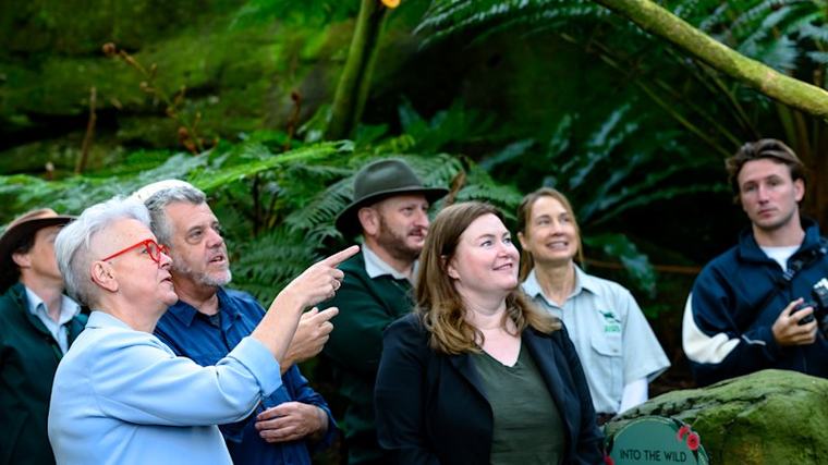 Inside the plan to vaccinate wild birds, starting with the little penguins at Manly