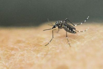 Tampa Bay Battles Worst Dengue Fever Outbreak In Nearly A Century As Cases Double In A Week Officials Say
