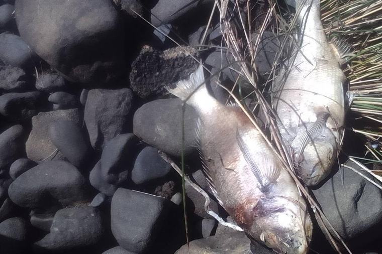 Nearly 500 dead fish found floating in river